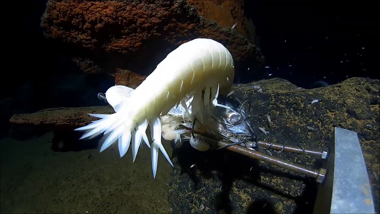 Mariana Trench: Supergiant Amphipod
