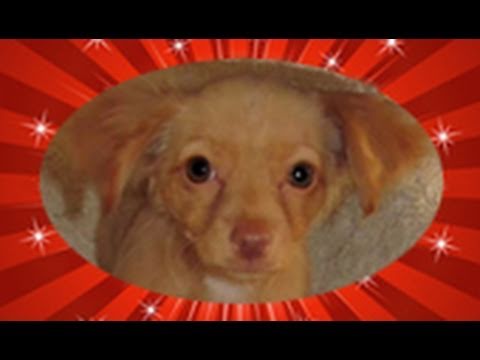 Marilyn FOUND a home  :-)  (video by Audrey & Eldad Hagar) #love