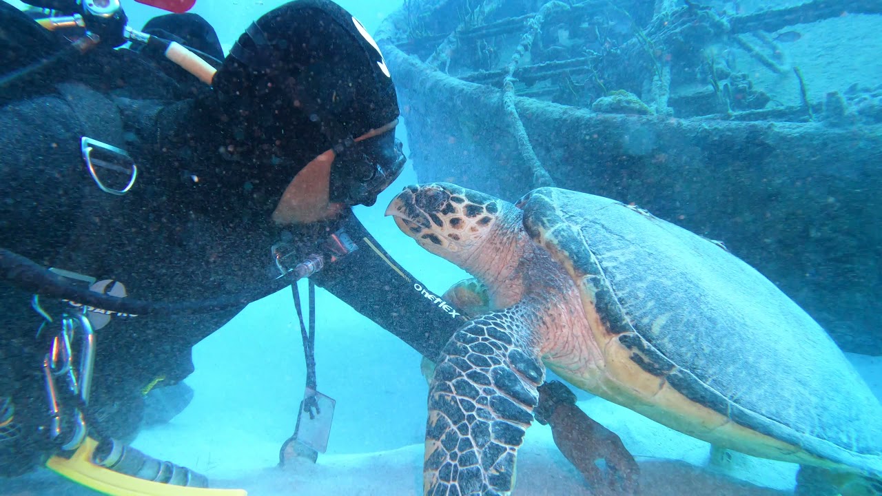 Marine Life Vlog - Haksbill Turtle