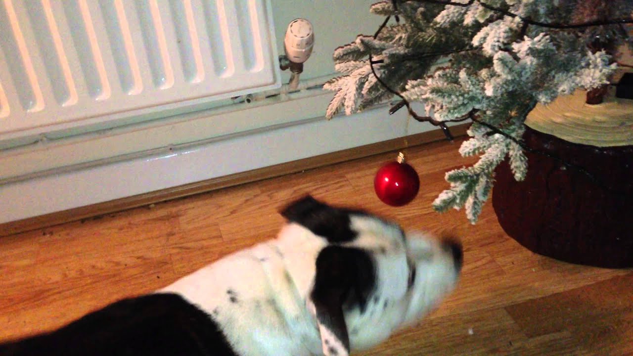 Marley The Staffie Likes The Christmas Tree