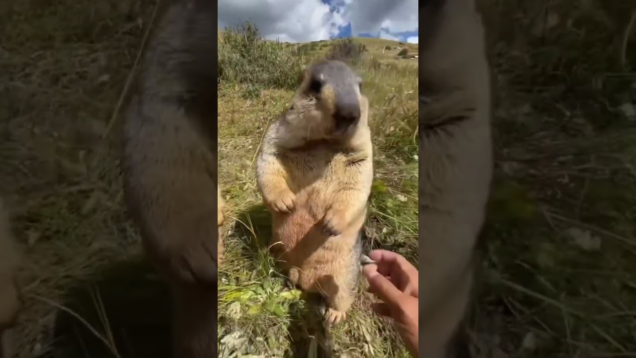 Marmota ❤️ chonk chonk #marmota #viralshorts ❤️