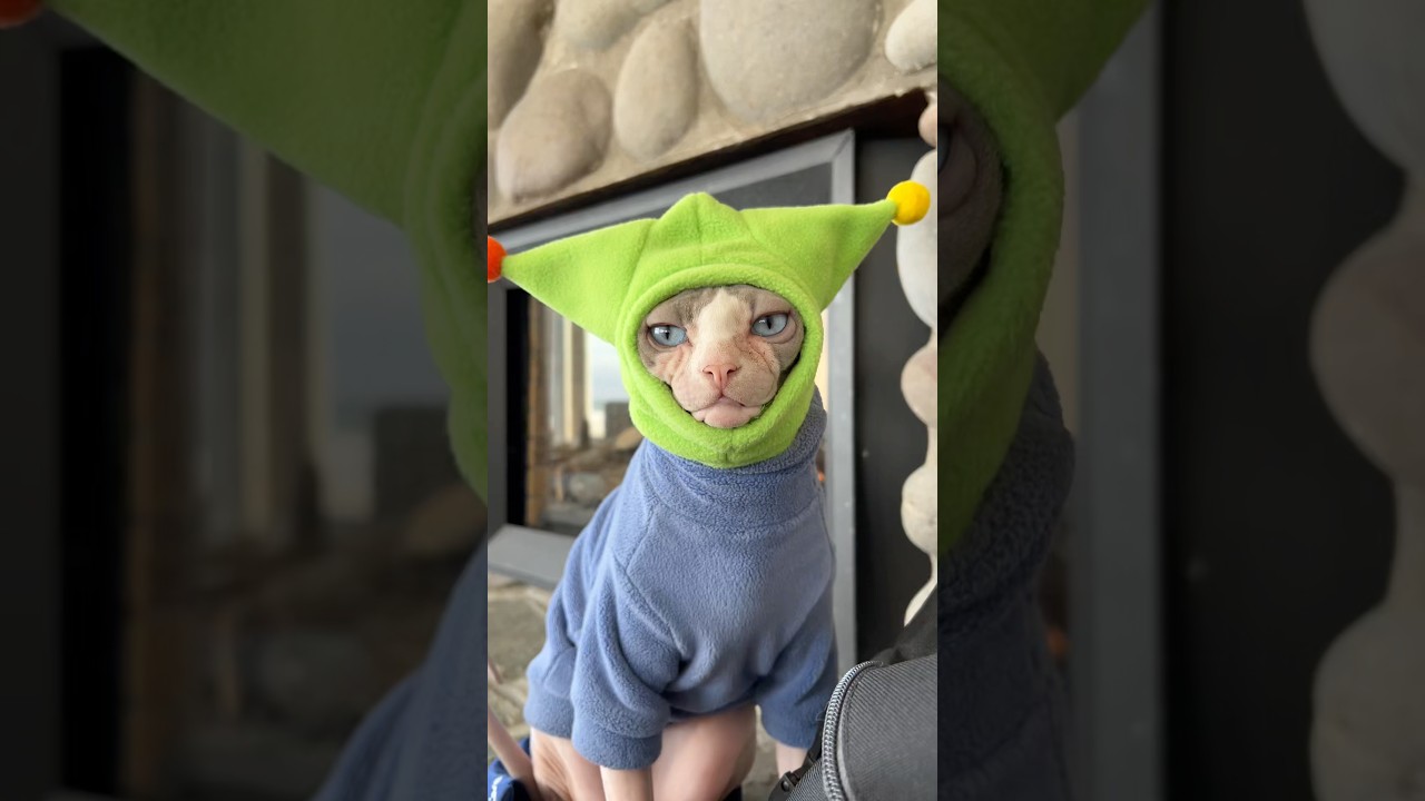 Marshall’s Winter Gear ❄️ #sphynx #shorts #pets #cats #adventurecat