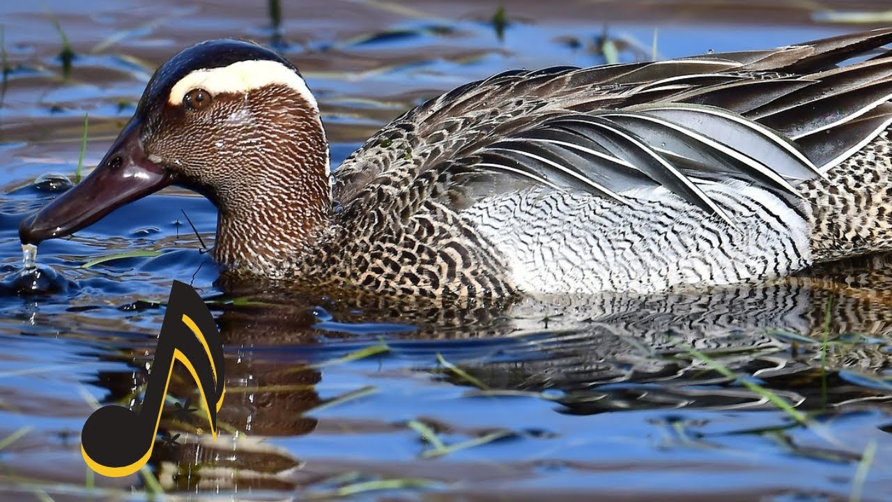 MART TIKIRI / ÇIKRIKÇIN ÖRDEĞİ SESİ /GARGANEY Duck Sound