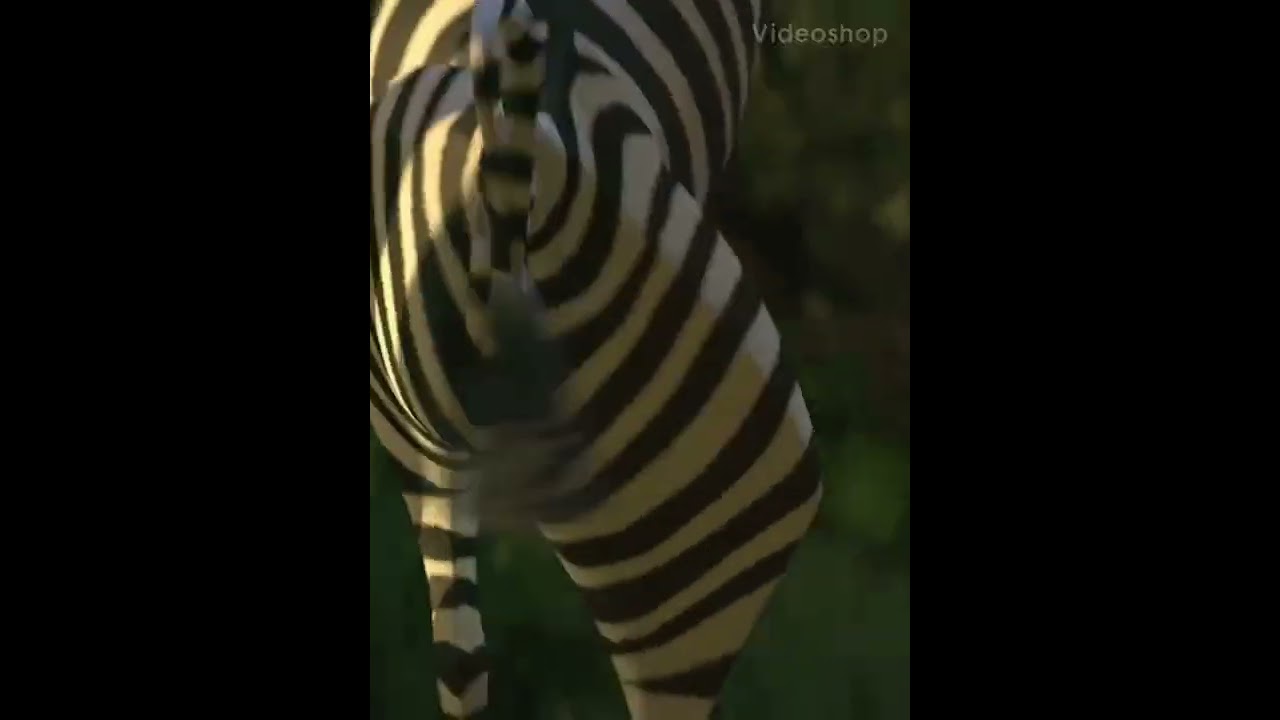 Marty The Zebra Shaking His Butt For 9 seconds