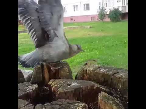 Maryann Moon Twerking 47