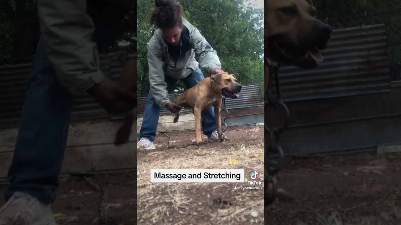 Massage and Stretch That Dog #pitbull #apbt #americanpitbullterrier #workingdog #catchdog #hogdog