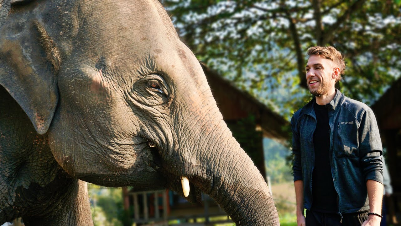 Massive Elephant walked right up to me!🇹🇭 Motorcycle Adventure Thailand