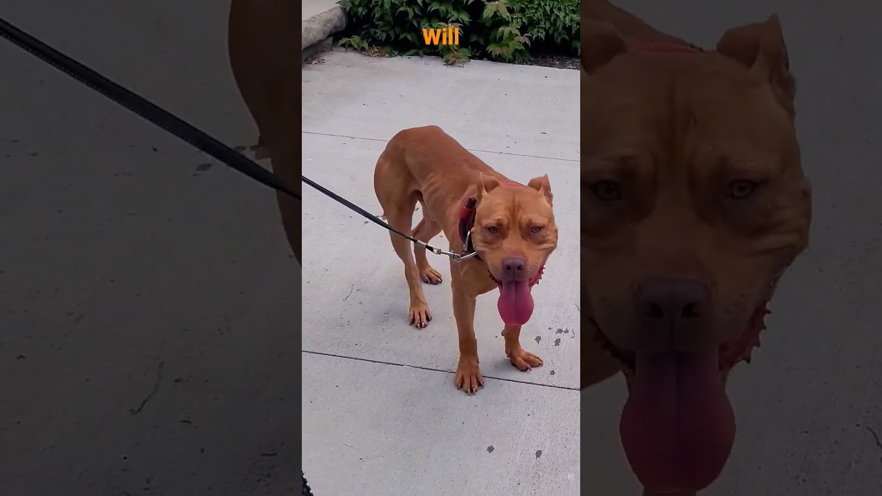 Massive Pit bull  #apbt #adba #puppylove #puppyfunnyvideo