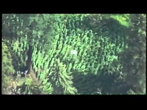 Massive pot farm discovered in national park
