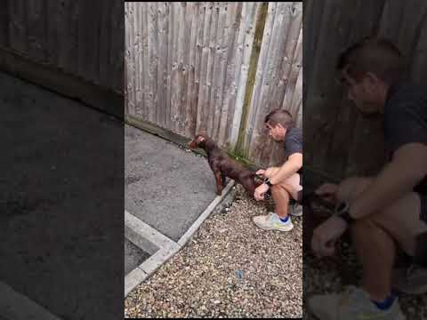 Massive Rat Runs at me!! Rollo the patterdale terrier saves me