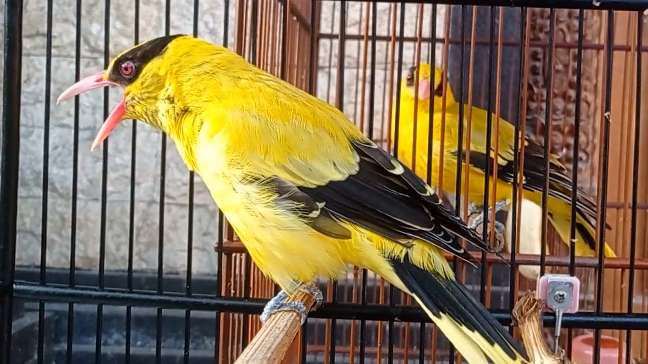MASTERAN SUARA KEPODANG EMAS & KEPODANG BALI GACOR, PANCINGAN UNTUK BURUNG PODANG MACET BUNYI