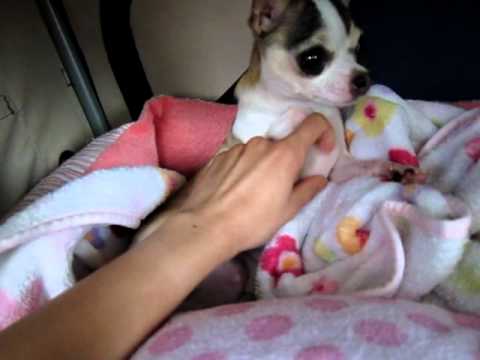 Matilda's Belly Rub
