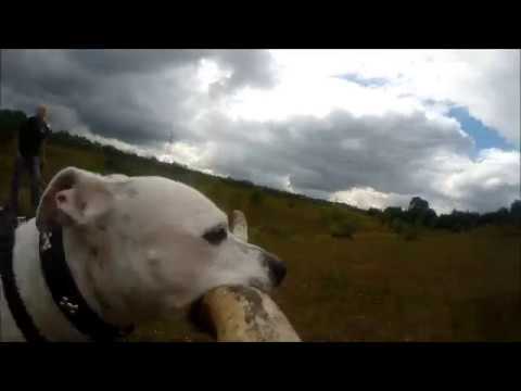 Maverick the staffy and his stick
