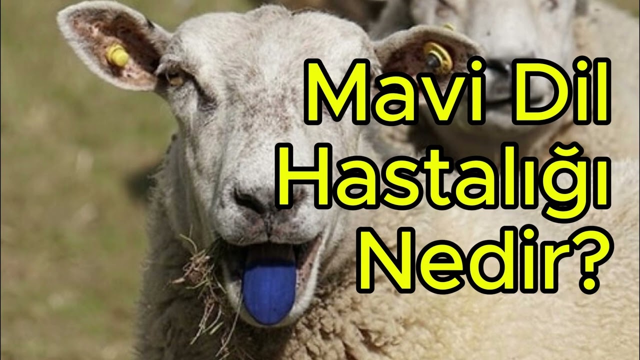 Mavi Dil Hastalığı Nedir? Belirtileri, Tedavisi ve Korunma Yöntemleri