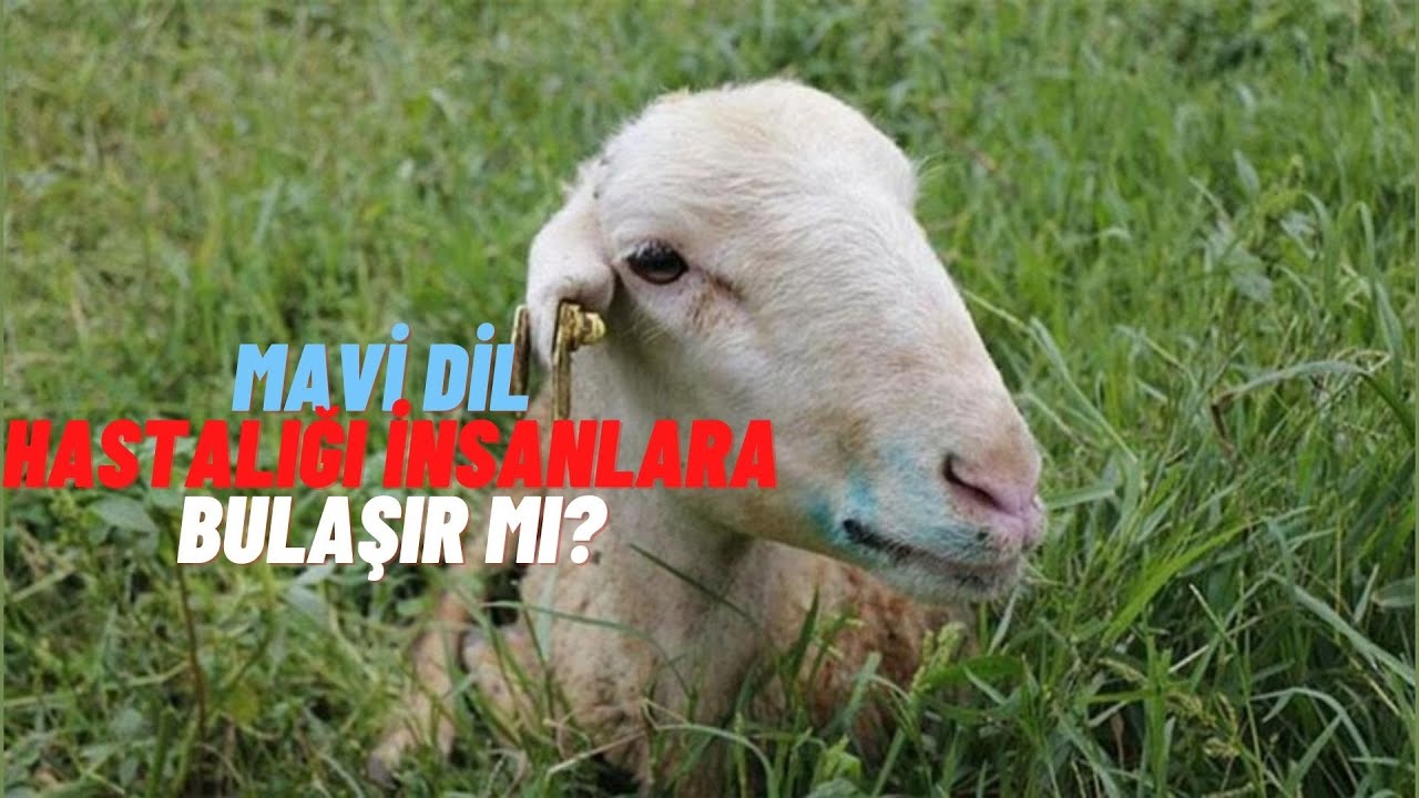 Mavi Dil Hastalığı Nedir? -(Hayvanların Ölümüne Sebep Olur Mu?)