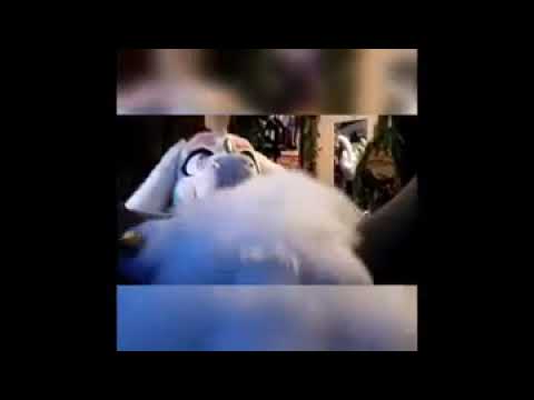 Mavsharkie Fart Comp #furry #fart #funny