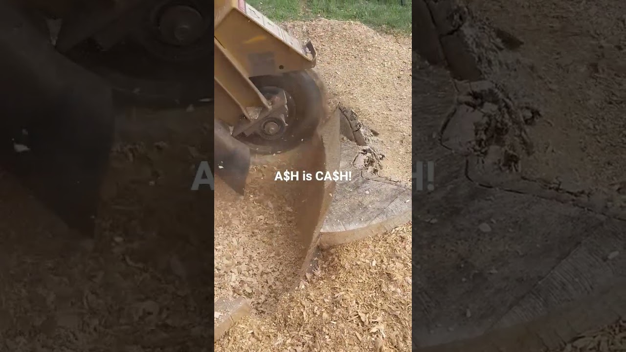 May not be Firewood but Ash is Cash!! #stump #stumpgrinding #smallbusiness #shorts