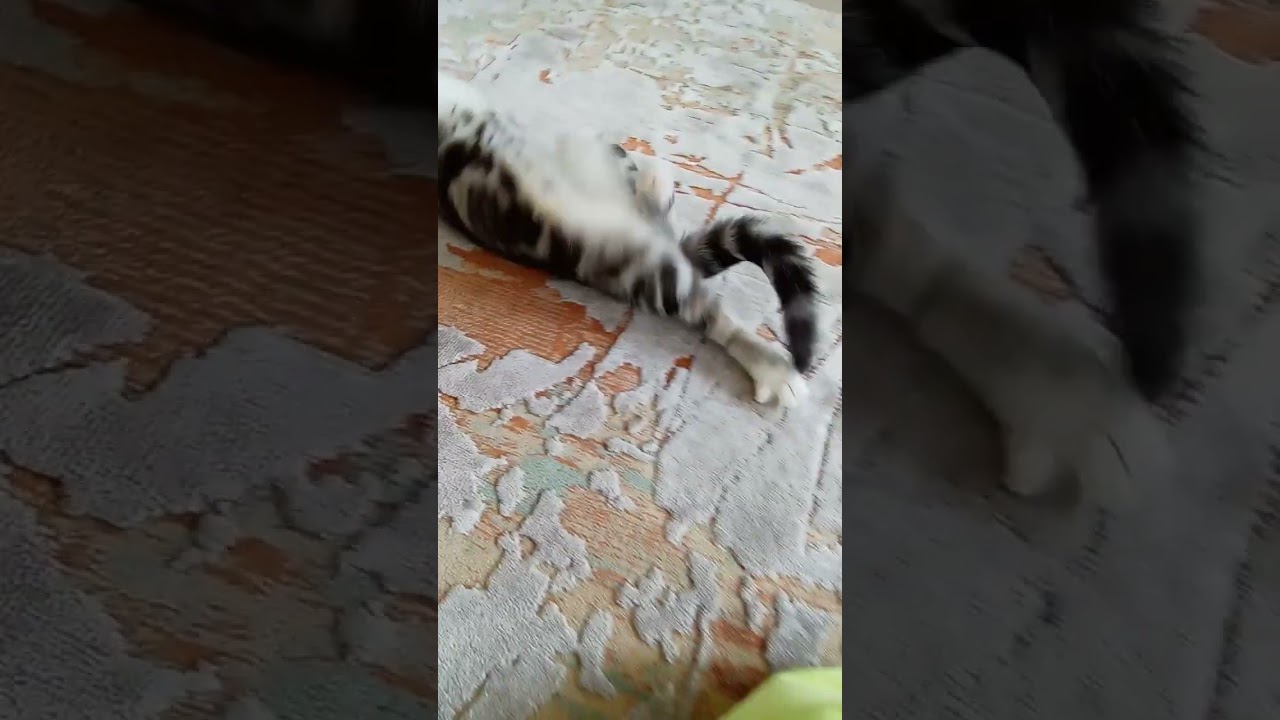 maya takla attıııı😂😂