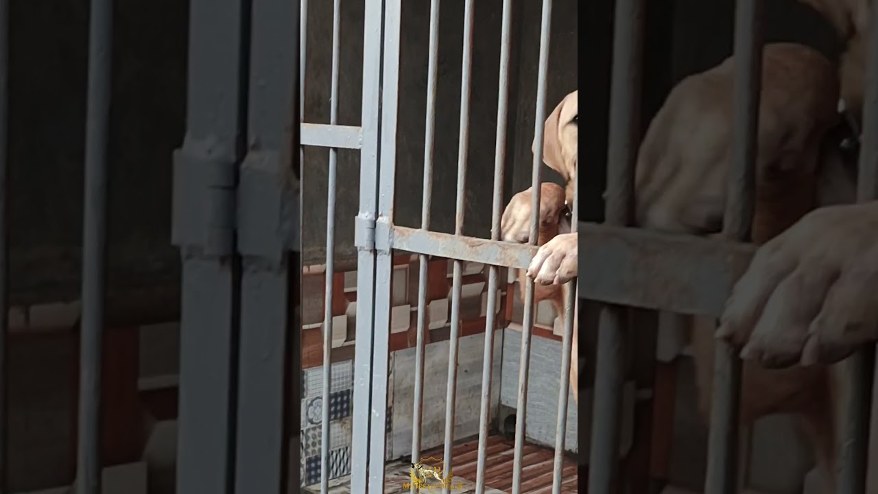 MAYDAY APBT TEMPERAMENT | Kerala | Pitbull