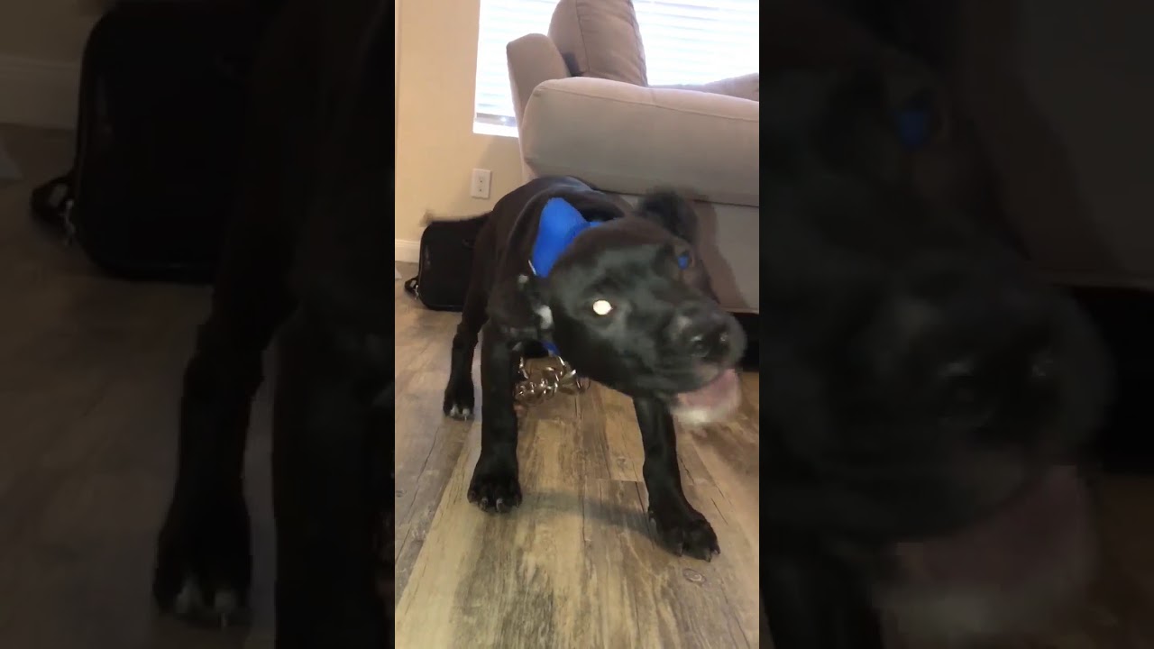 Mayday x Eli intense young  pup