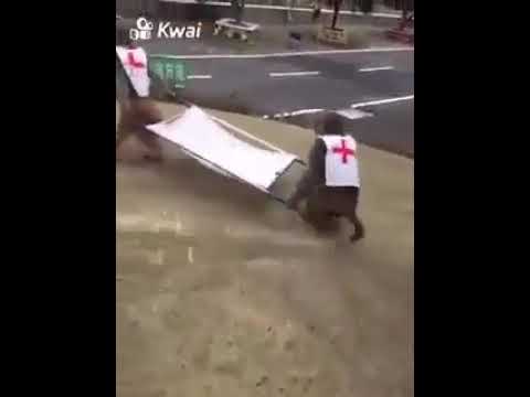 Maymunlar sedye taşırsa