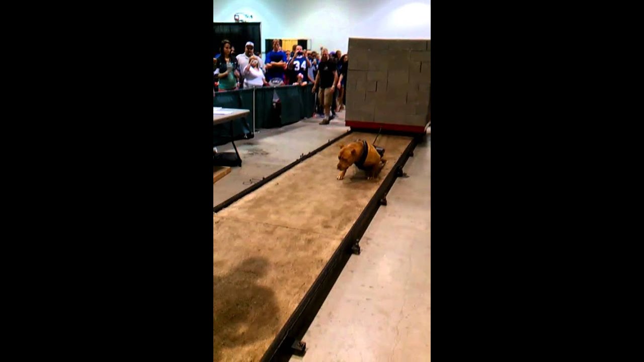 MEALERS 572 BIG BLOCK APA MOST WEIGHT PULLED CHAMP