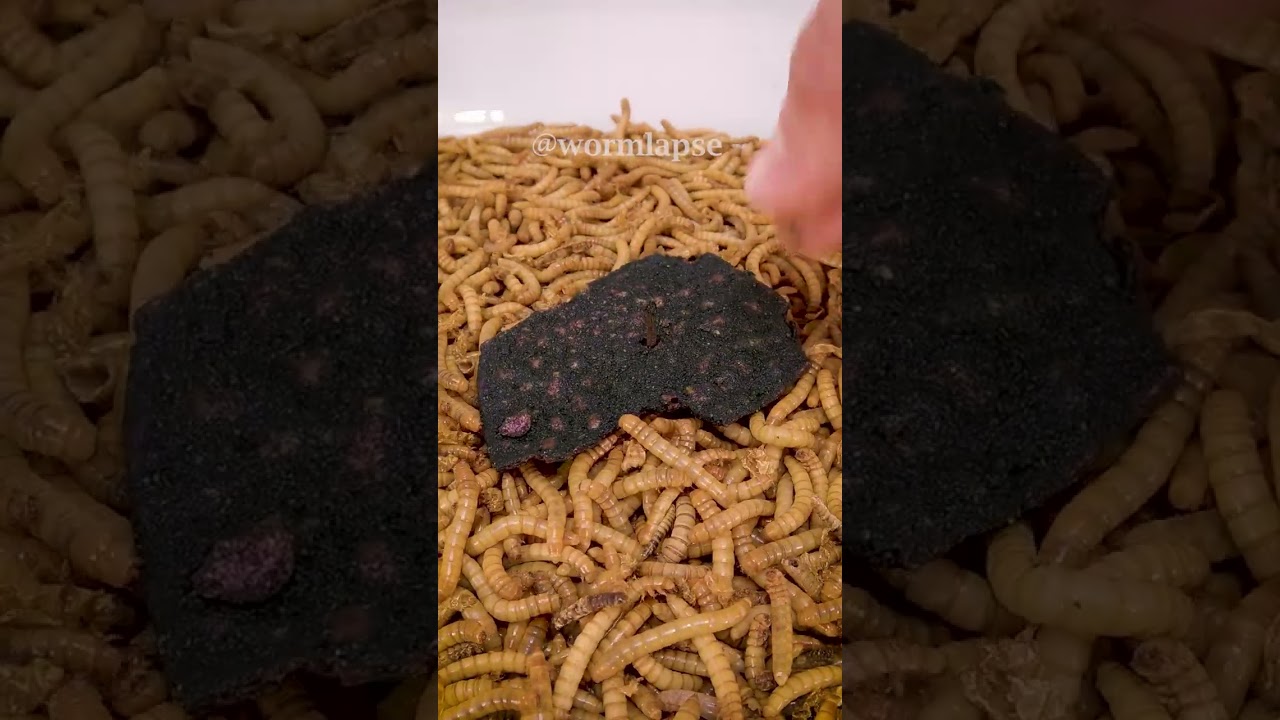 Mealworms vs ONE CHIP CHALLENGE