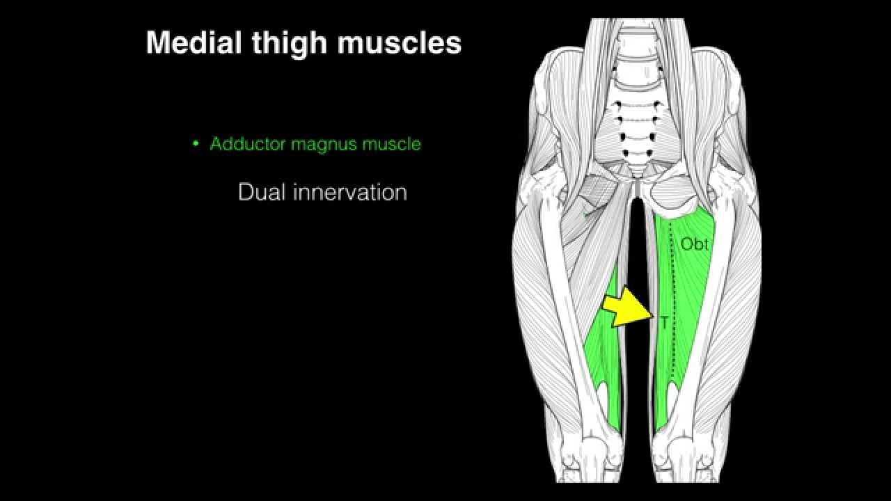 Medial compartment thigh muscles