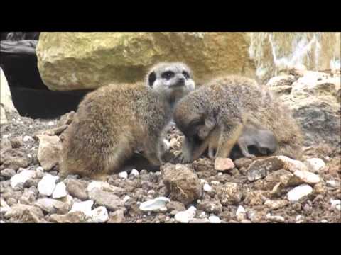 Meerkat pups at Marwell Wildlife