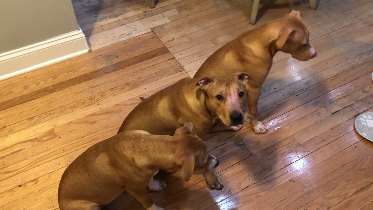 Meet Chun-Li a Terrier, Pit Bull currently available for adoption! 10/3/2023 4:11:19 PM
