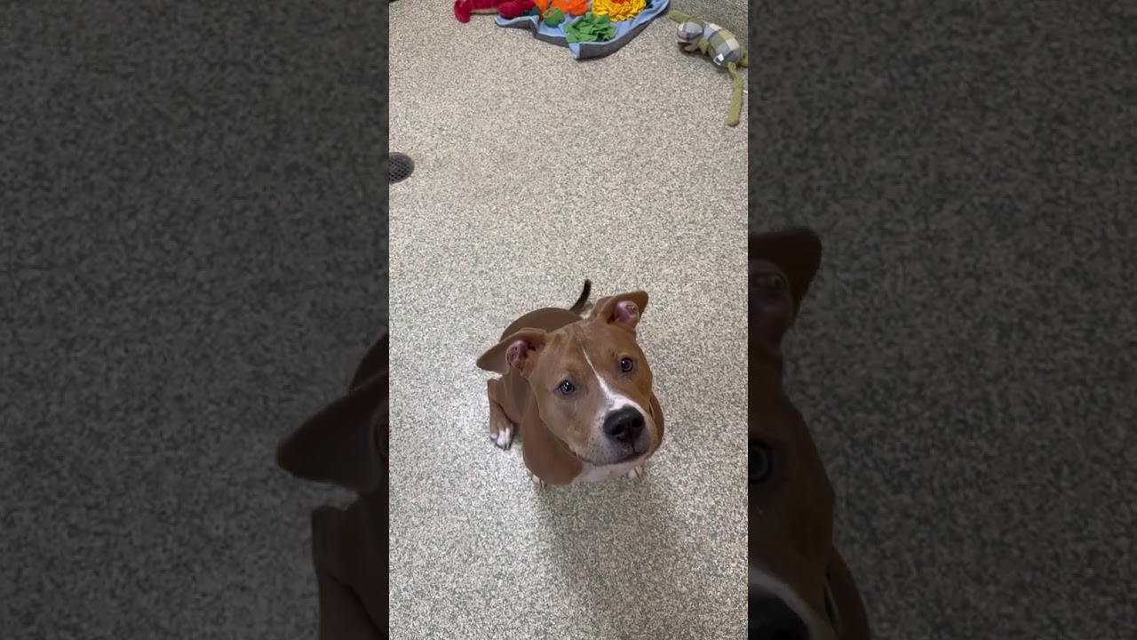 Meet Gooseberry a Terrier, Pit Bull currently available for adoption! 2/12/2025 7:27:45 PM