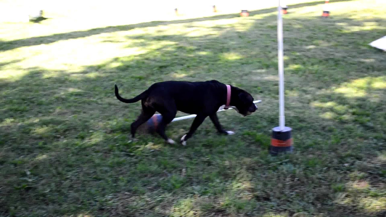 Meet Jasmine a Terrier American Pit Bull currently available for adoption at Petango.com! 10/16/201