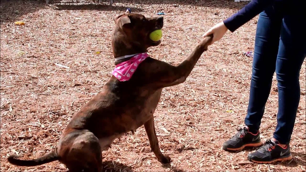 Meet Joy the Pit Bull at SPCA Tampa Bay