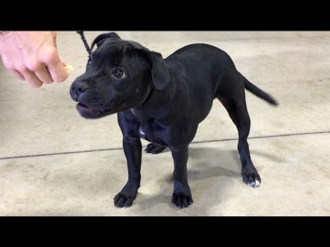 MEET PEARLA | PUPPY IN TRAINING 2 | BLACK STAFFORDSHIRE BULL TERRIER PUPPY