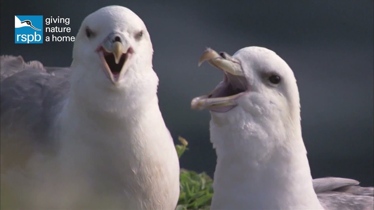 Meet the fulmars: the UK's mini albatrosses
