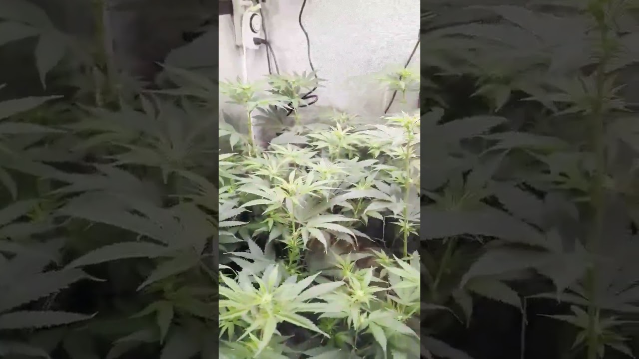 Meet the Mars Hydro TS1000- the ultimate LED grow light for beginner growers and compact grow spaces