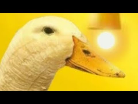 mehew 1. yanlış olmuş iyi seiyrler