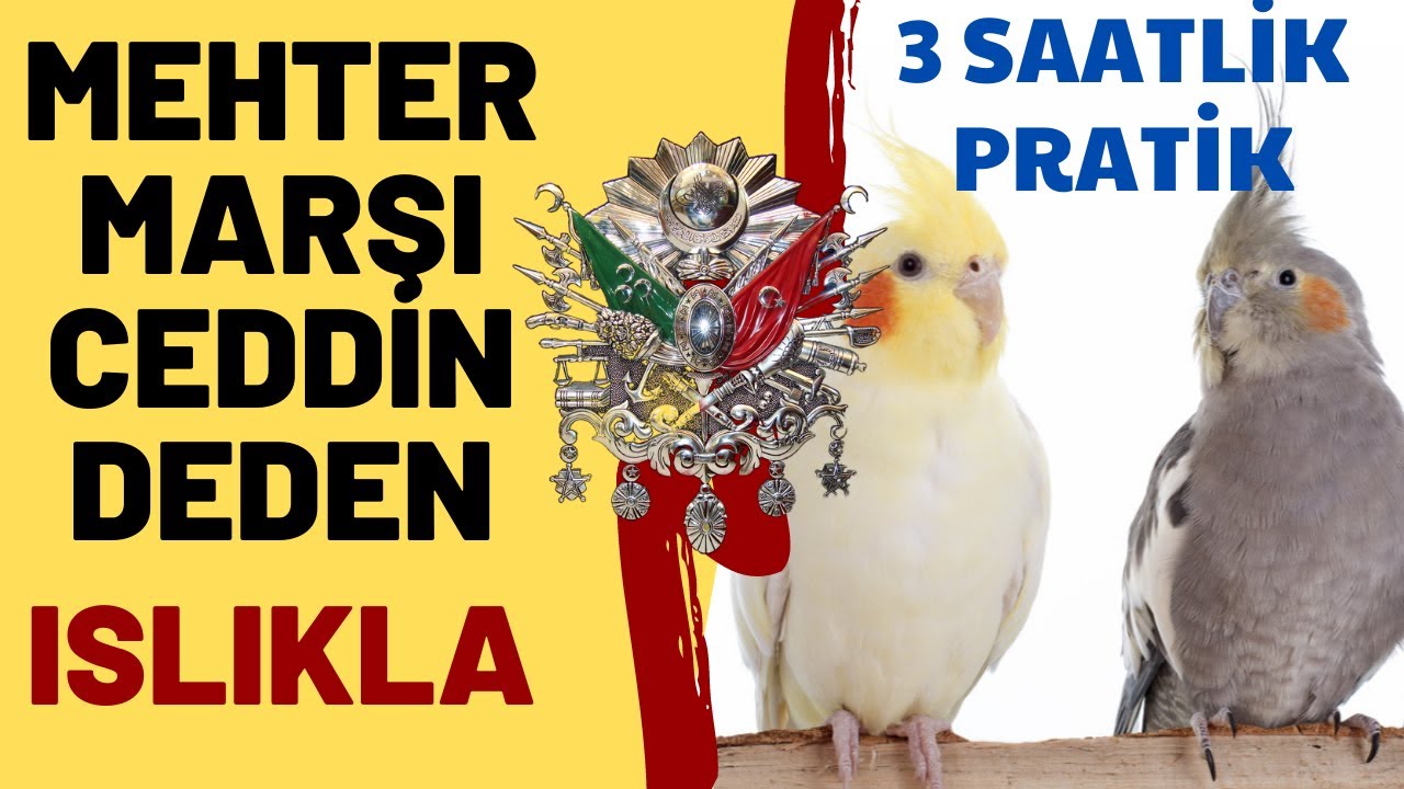 MEHTER MARŞI CEDDİN DEDEN ISLIK 3 SAAT - ISLIKLA PAPAĞAN VE MUHABBET KUŞU ŞARKILARI