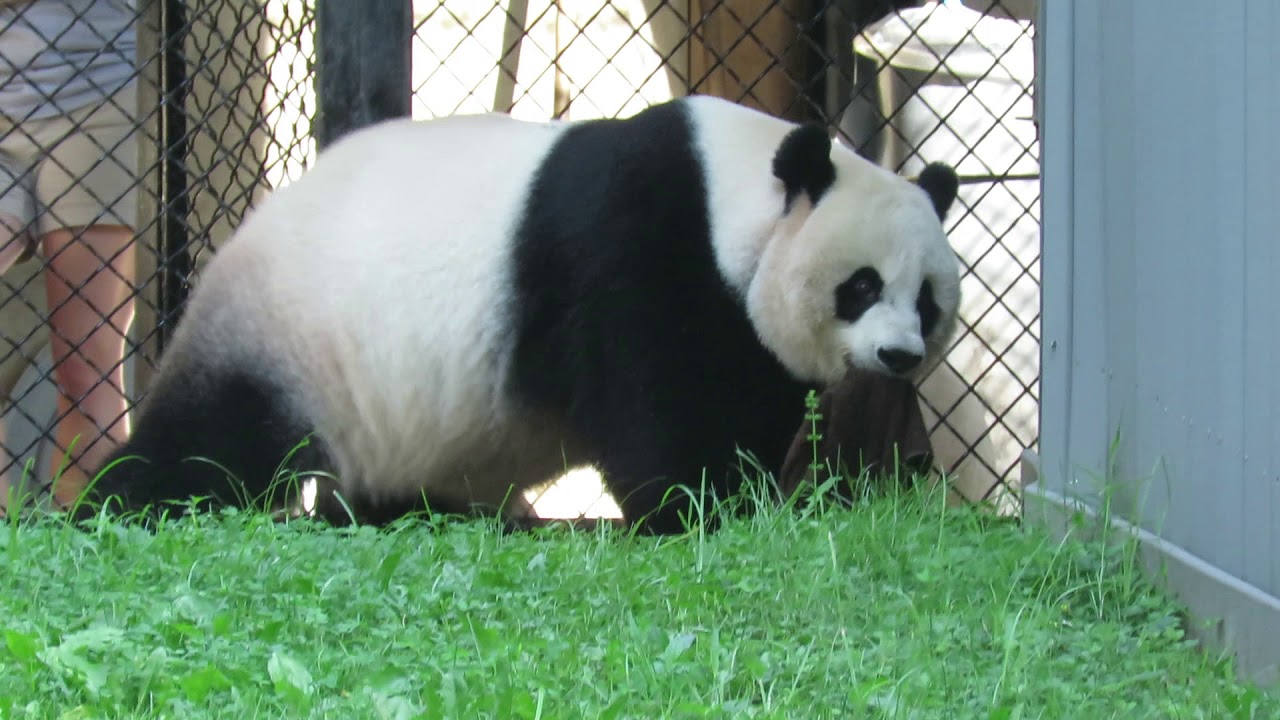 Mei Xiang Uses Tian Tian's Brown Towel