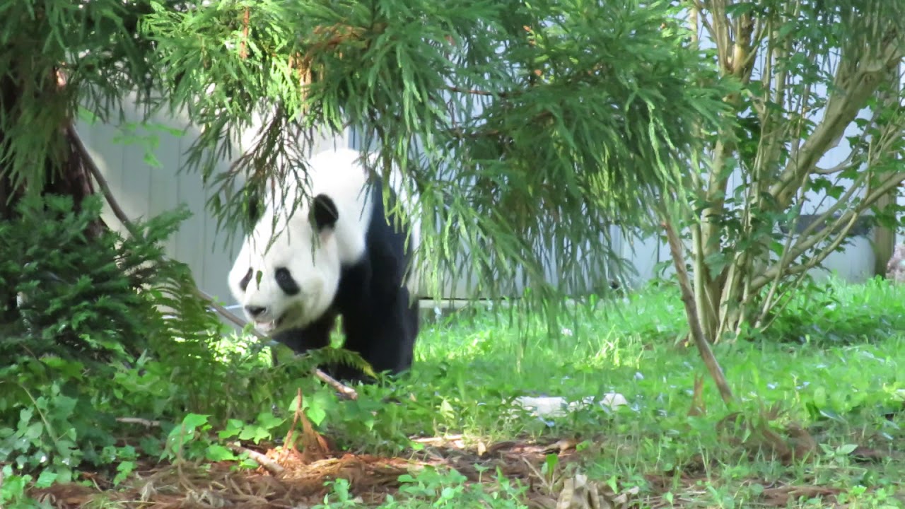Mei Xiang's Bark Sparked Tian Tian's Lark!
