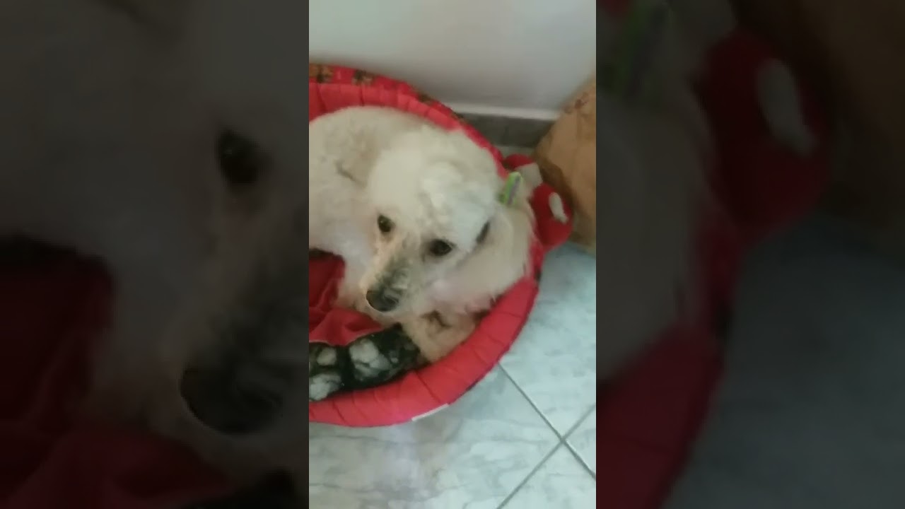 mel, pelada🐩🥰