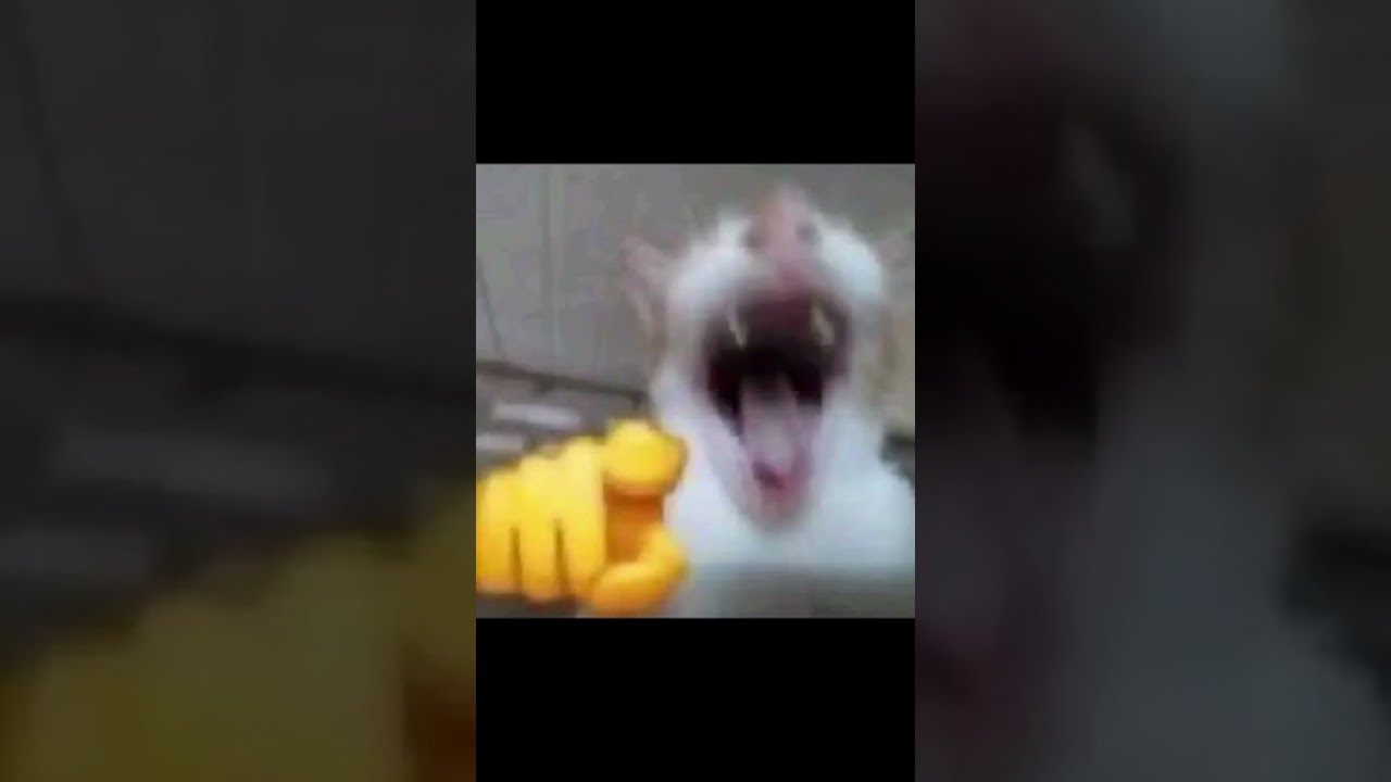 meme do gato rindo e apontando
