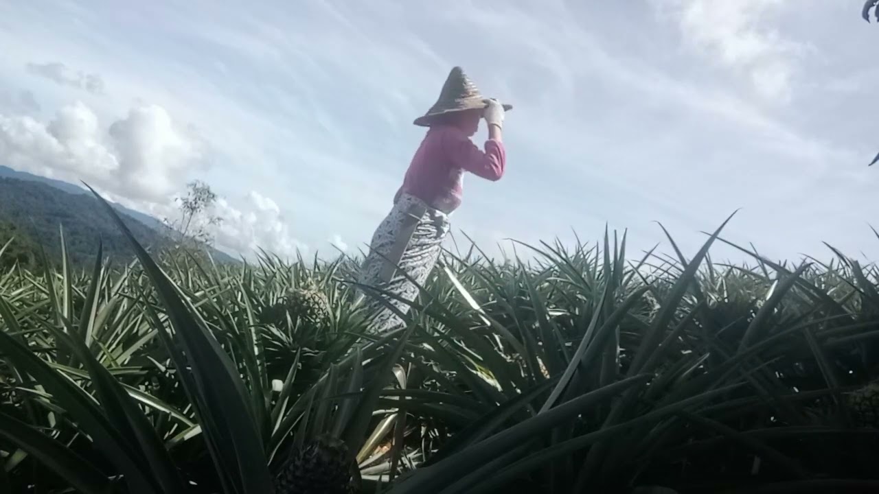 memetk buah nanas