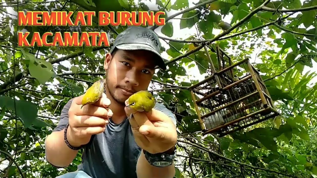 Memikat Burung Pleci Atau Kacamata || pakai sangkar pikat memiliki dua pintu jebakan