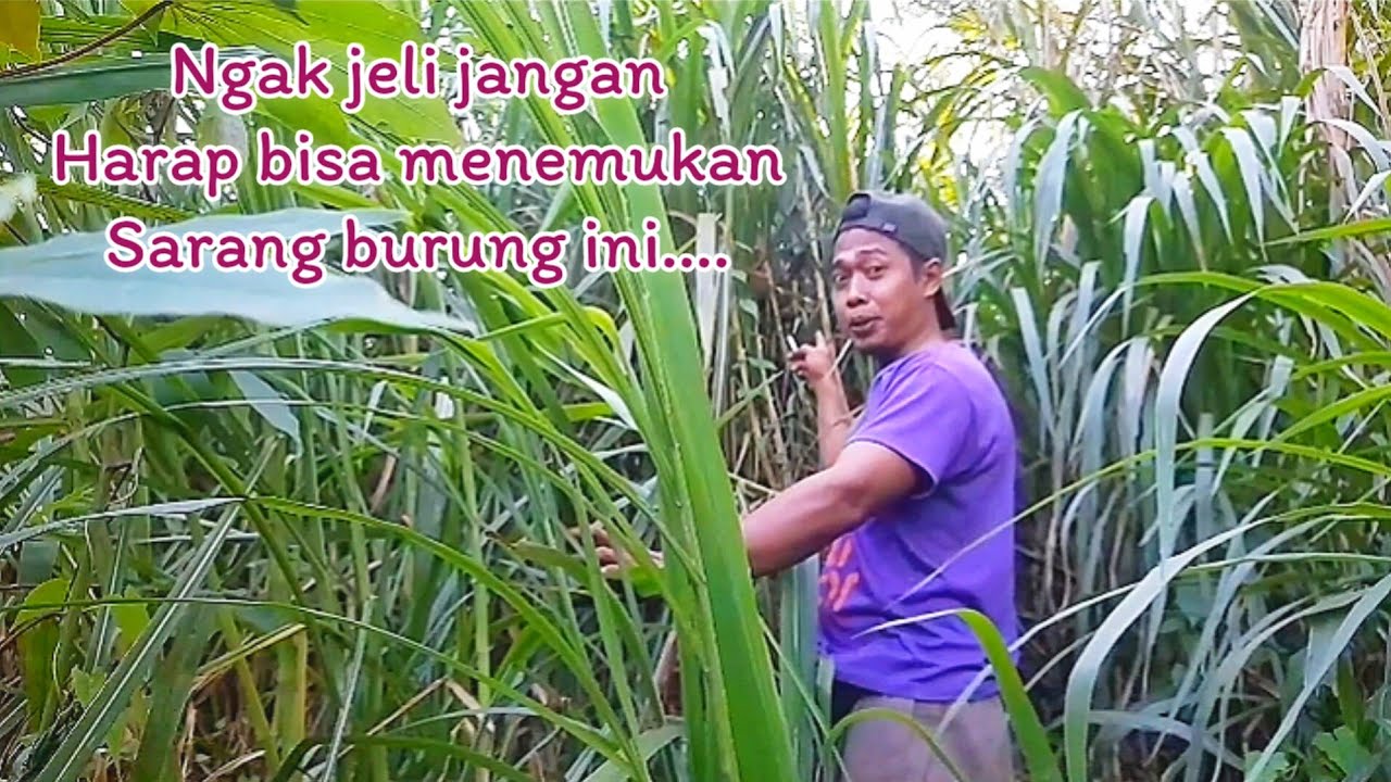 Mencari sarang burung bubut dikebun kolonjono