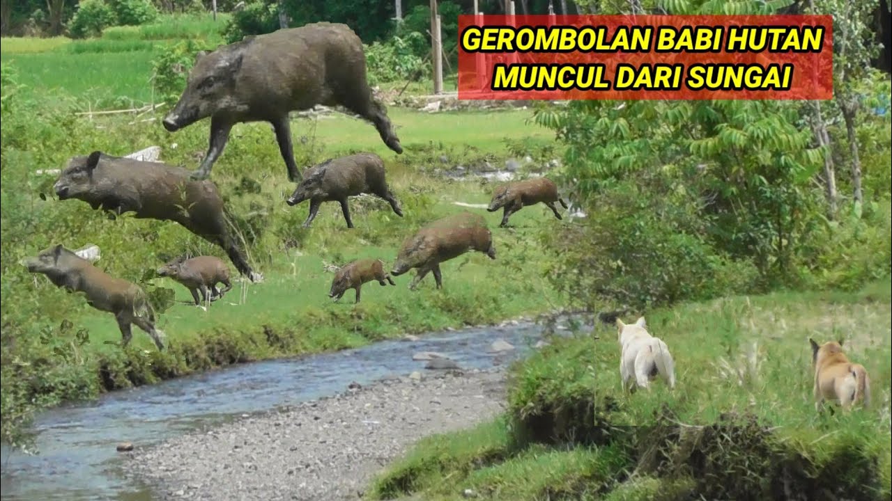 MENEGANGKAN ‼️ DETIK DETIK GEROMBOLAN BABI HUTAN MUNCUL DARI SUNGAI (WILD BOAR HUNTING)