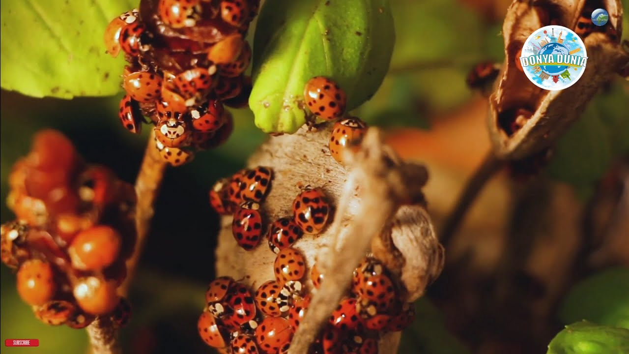 Mengenal Kepik Serangga Cantik - Ladybug