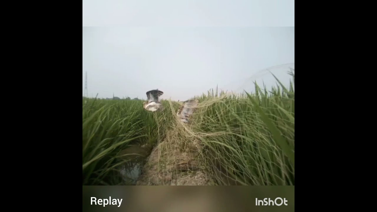 #menjaring burung sawah