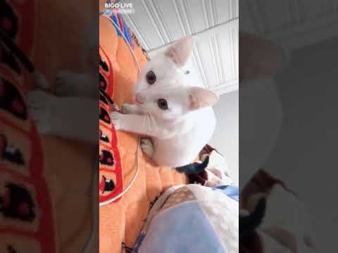 Meo meo #bigolivevideo