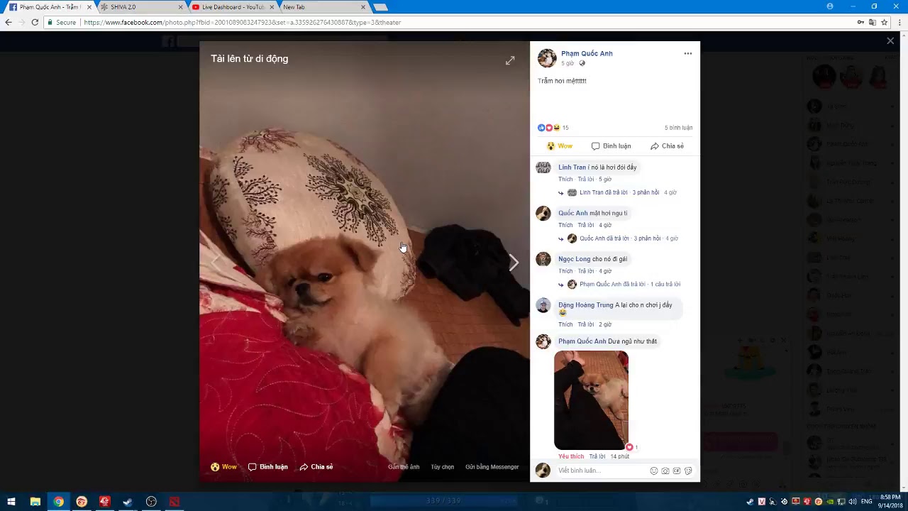 Meo Meo Live Stream